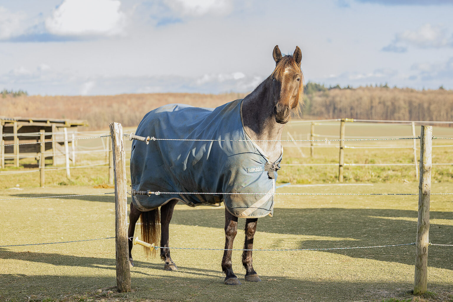 RehaWerk-Trier-Hanserhof-Pferdereha-80